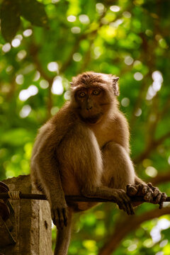 Monkey