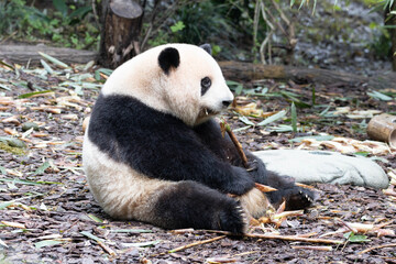 Close up Fluffy panda, Hua HUa , sitting on the yard © foreverhappy