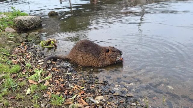 Static shot of nutria rodent eating and drinking at rocky riverbank shoreline with pebbles and overcast light.  Coypu on the banks of the Vltava in Prague