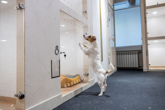 Jack Russell Terrier dog in a capsule hotel for pets.