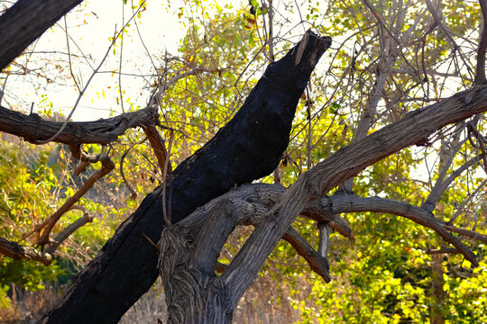 Burnt tree trunk contrasts against sunlit green foliage. Sunlight filters through branches, casting dappled shadows. Nature's resilience shown after fire damage