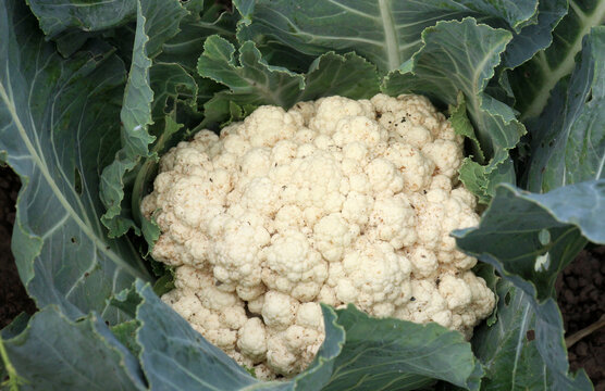  In organic soil grows cauliflower
