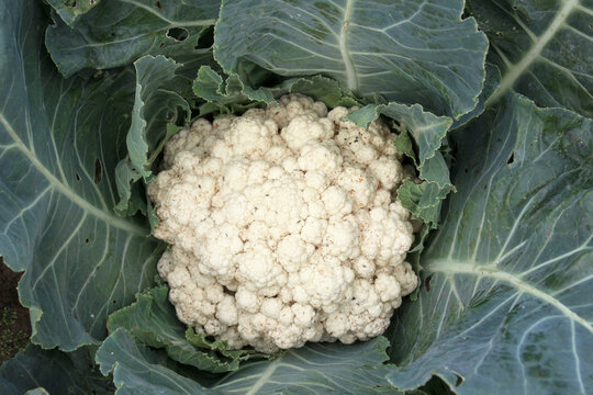  In organic soil grows cauliflower