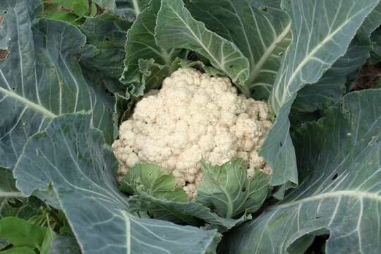  In organic soil grows cauliflower