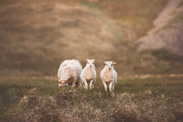Group Icelandic lambs face the camera beside a grazing sheep in a remote summer meadow. Cuteness © Fauren