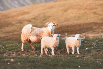 Group Icelandic lambs face the camera beside a grazing sheep in a remote summer meadow. Cuteness © Fauren