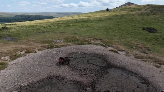 Drought on Dartmoor with no water for the ponies