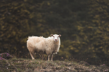 Obraz premium sheep rest on a green hillside in Iceland, looking toward the camera through soft mist