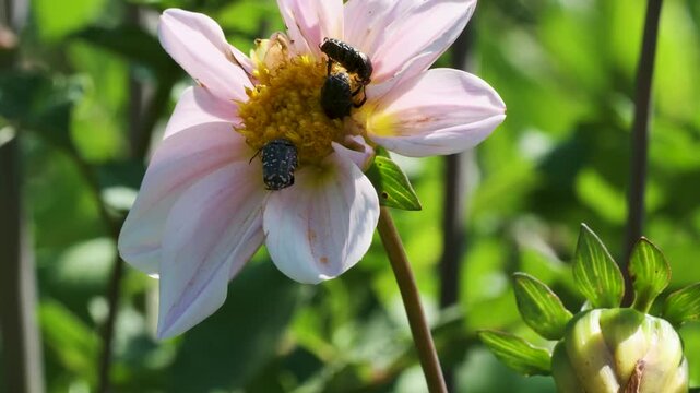 Three bumblebees are collecting pollen from a pink flower. The flower stands tall among green plants in a garden during daylight.