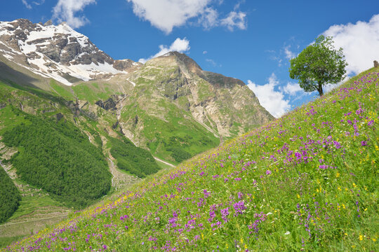 Landscape of high rocky mountains with snowy slopes under a blue sky with white clouds. Green meadow with blooming purple wildflowers and a solitary tree countryside nature background design element.