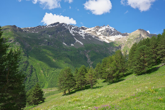 Landscape of a green pine forest on a hillside with high rocky mountains. Meadow with wildflowers and snowy peaks countryside nature background design element.