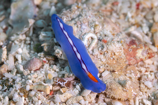Pseudoceros liparus @ Romblon Island, The Philippines