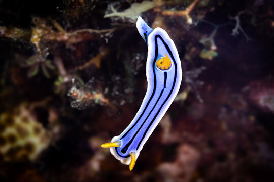 Chromodoris lochi @ Romblon Island, The Philippines