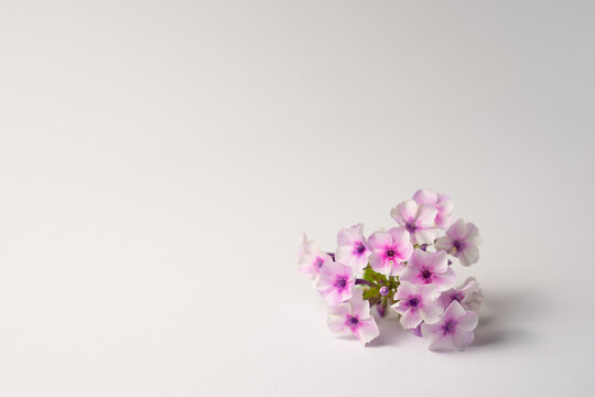 Pink phlox flowers on white background with copy space, minimalist floral still life