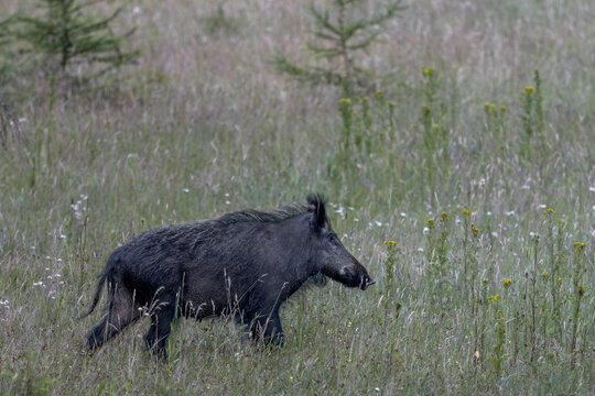 Vorsichtig und immer wieder sichernd &uuml;berquert die Wildschweinbache (Sus scrofa) im Sommerfell eine Waldlichtung, Juli, D&auml;nemark