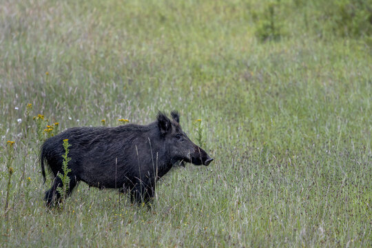 Vorsichtig und immer wieder sichernd &uuml;berquert die Wildschweinbache (Sus scrofa) im Sommerfell eine Waldlichtung, Juli, D&auml;nemark