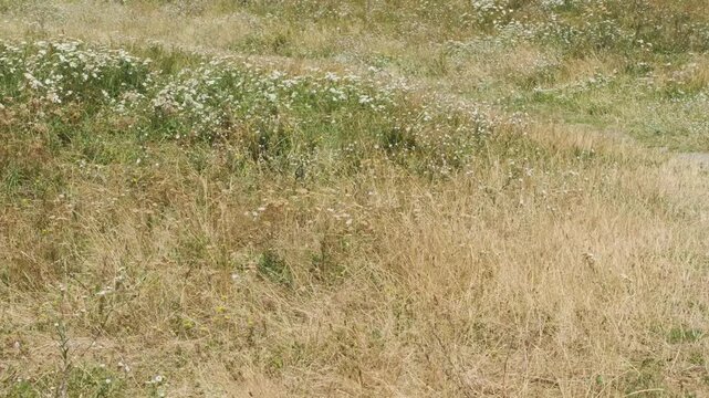 Wildflowers fill a field with colors under the sun. The grass is dry, and the flowers sway gently. This scene captures nature in its beauty during the warm season.