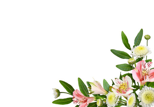 Coral alstroemeria and chrysanthemum flowers in a corner arrangement isolated on white or transparent background