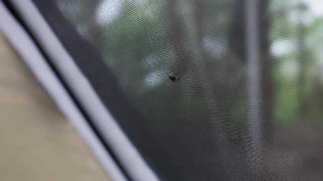 A small fly sits attached to the dark mesh mosquito net of a camping tent pitched outdoors. Concept of insect protection, outdoor adventure, camping in nature, and peaceful isolation.