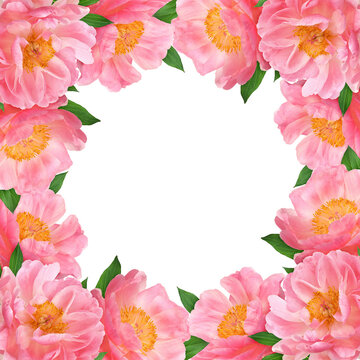 Beautiful coral peony flowers in a floral frame isolated on white or transparent background.