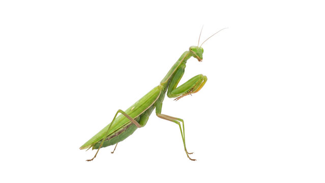 Green Praying Mantis Isolated on White Background
