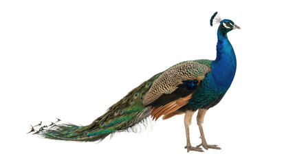 Fototapeta premium Male Indian Peacock Standing Isolated on White