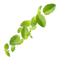 Aromatic green mint leaves in motion, isolated on transparent cutout background © Yeti Studio