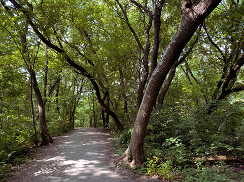 Un sentier dans la for&ecirc;t, Qu&eacute;bec, Canada.