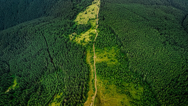 High contrast drone view of a straight track threading a bright meadow between dark conifer stands geometry and texture meet as the forest opens to a narrow green lane over the ridge