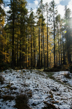 Sunlight through autumn larch forest with first snow in Slovenia