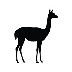 Obraz premium Vicuna silhouette vector flat illustration design.