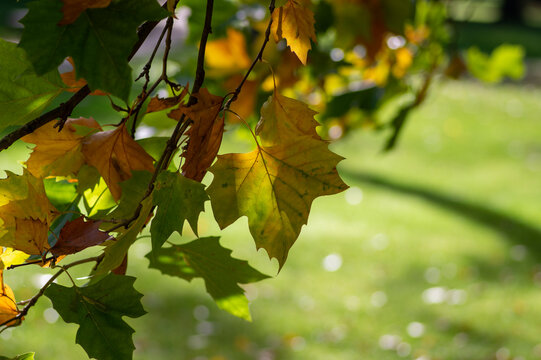 Sunlit London Plane tree leaves turning from green to golden in early autumn with colorful foliage glowing in warm backlight