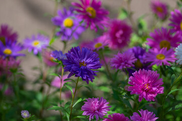 Fototapeta premium Colorful China asters blooming in a sunny flower bed with pink purple white and violet blossoms creating a vibrant late summer