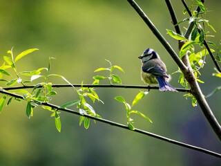 Blue tit on a branch in the forest © Matthias Hafner