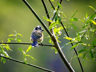 Blue tit on a branch in the forest © Matthias Hafner