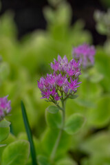 Fototapeta premium Purple Stonecrop flowers blooming above succulent foliage with delicate pink blossoms and soft green background in late summer
