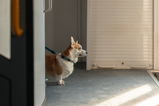 A small Welsh Corgi dog on a leash on a train