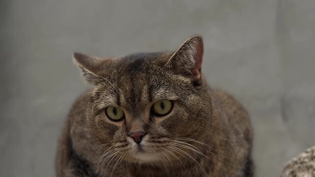 An adult gray straight-eared cat looks forward