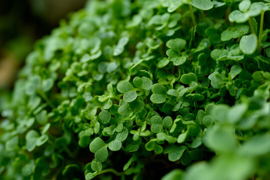 A background of microgreens. Healthy eating. 