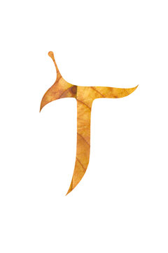 Creative calligraphic letter T isolate on transparent background (PNG) with natural autumn leaf texture for unique branding, logos, and vintage design projects