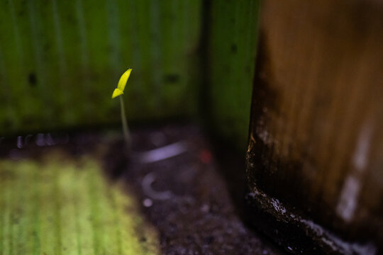 From a puddled floor a slim shoot reaches the light beside a worn post. Texture and shadow surround the vivid leaf turning a derelict nook into a quiet symbol of recovery and determined life