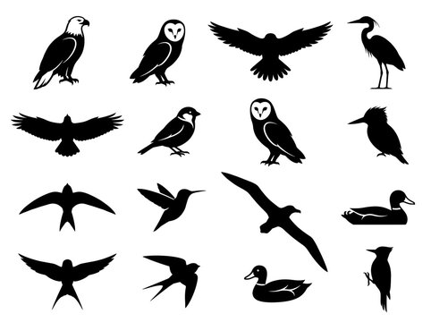 Black bird silhouettes collection, 16 wild avian species icons. Minimalist eagle owl and hummingbird shapes, flat vector nature design elements