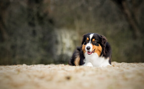 Beautiful Australian Shepherd dog lying on the sand outdoors