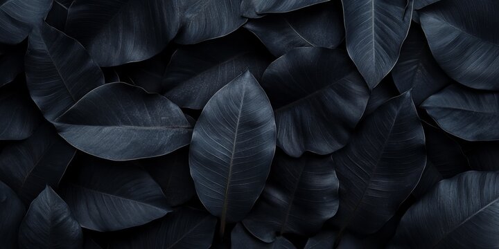 Dark moody rubber plant leaves arranged in a dense overlapping pattern, deep indigo botanical background for sophisticated interior wall art and luxury branding