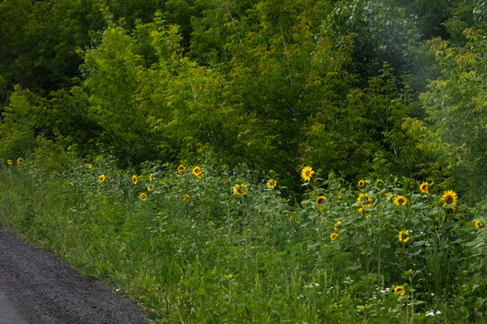Sunflowers brighten a roadside verge with yellow blooms amid tall grasses and wild plants on a warm summer day bringing cheerful color to a quiet rural edge and a gentle touch of nature
