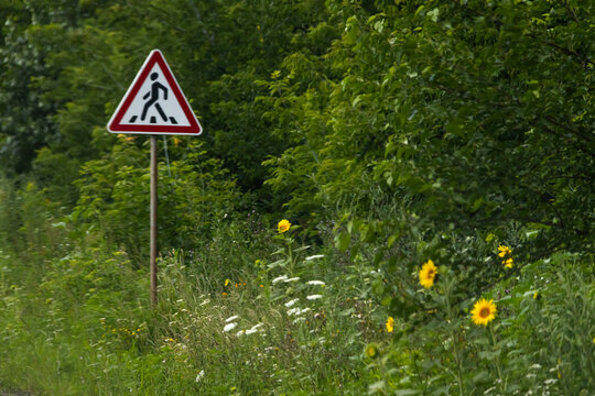 Pedestrian warning sign rises above a leafy roadside where sunflowers and grasses sway in summer light combining traffic awareness with the soft textures and colors of a calm countryside verge