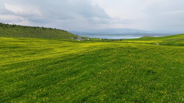 Cinematic 4K drone footage flying low over yellow wildflowers toward a peaceful lake beneath dramatic rain clouds. Vibrant spring landscape with natural beauty and scenic countryside views.