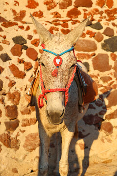 A donkey adorned with bright ropes and a heart‑shaped charm stands before a sunlit stone wall in Greece, symbolizing rural tradition and Mediterranean charm.