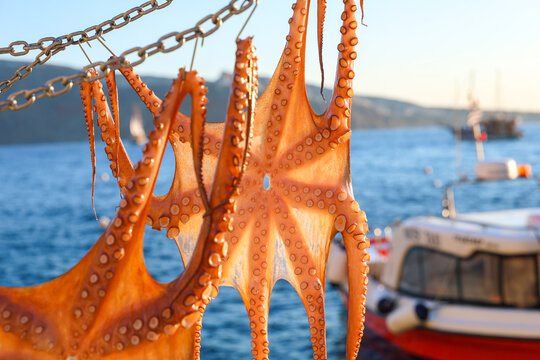 Octopus hangs drying in golden sunlight beside the Aegean Sea in Greece, a traditional coastal practice reflecting Mediterranean culinary heritage.