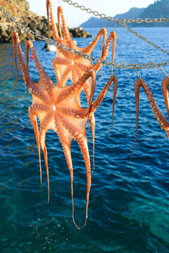 Octopus dries on chains above the blue Aegean Sea in Greece, blending marine tradition with the vivid colors of Mediterranean coastal life.